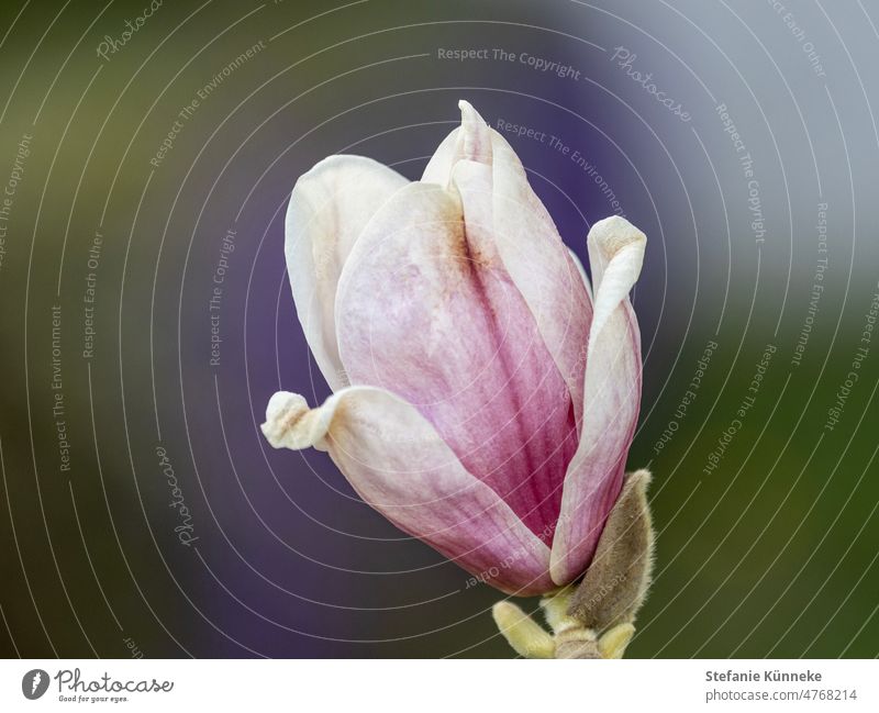 magnolia blossom Plant Nature Bud Magnolia blossom Flower Garden Pink Magnolia tree Spring Tree Natural color blurriness come into bloom naturally Spring day