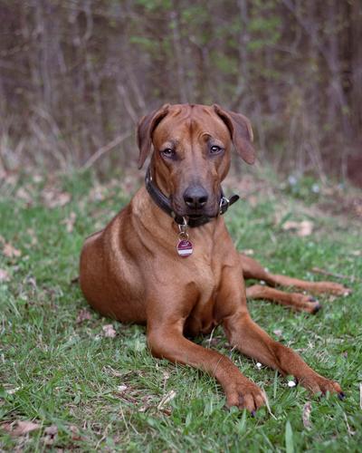Rhodesian Ridgeback sitting in the grass and chilling Dog chillout Meadow Grass Puppydog eyes Exterior shot Animal portrait Colour photo Snout Day Animal face