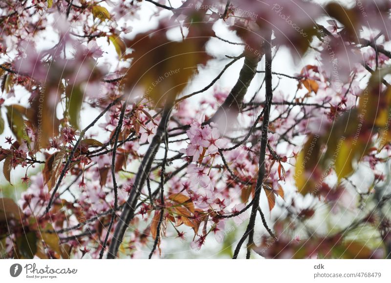 Spring | cherry blossoms in pink Ornamental cherry Cherry blossom Pink acuity blurriness Delicate Smooth frisky Light Sun Cherry tree Flowers in the light