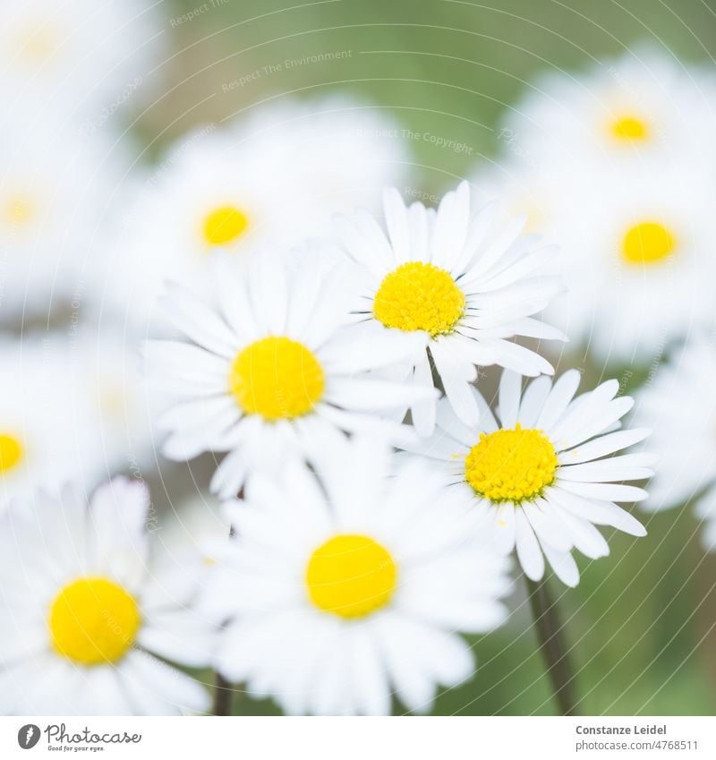Bright daisies on meadow Daisy sparkle Grass Meadow Nature Plant Blossom Colour photo Spring Summer Flower Green White Yellow Lawn Garden Close-up blurriness