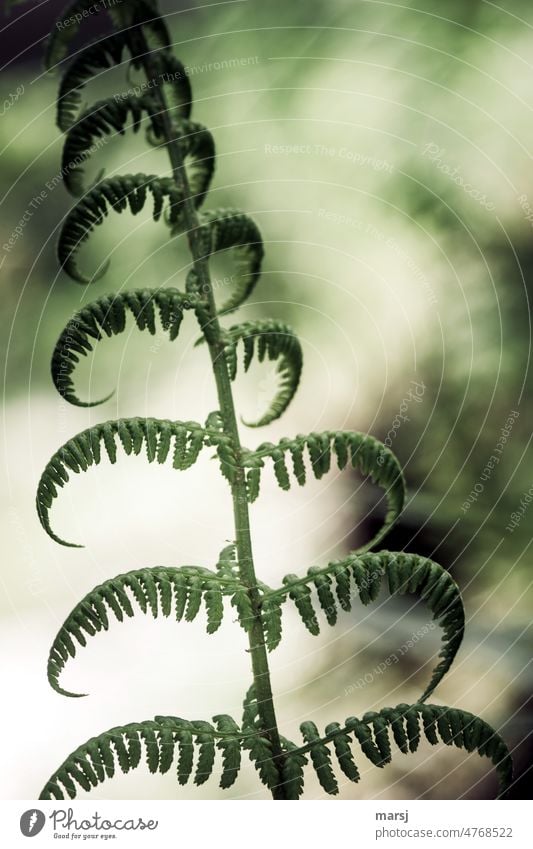 When the fern hangs its arms. Fern Plant Nature Contrast Morning naturally Loneliness Leaf Subdued colour Abstract Light Shallow depth of field Colour photo