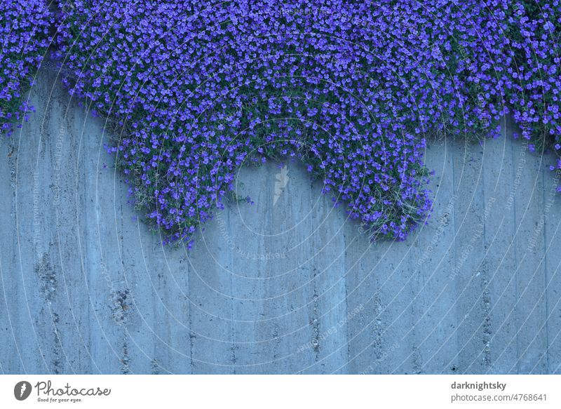 Aubrieta, blue pillow growing on concrete wall in garden, hanging garden aubrieta Greek blue cushion flowers blue flowery blossom Flower Blue Nature Spring