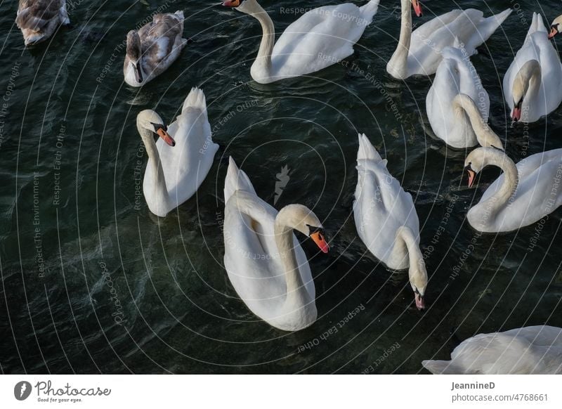 Swans in water Animal portrait Love of animals Happy Observe Cute look Wait grey white Patient Curiosity View to the side Bird swans Water naturally