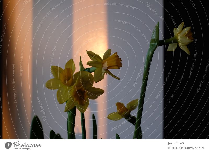 Daffodils in front of a wall with light show Narcissus Spring Colour photo Plant Shadow play Interior shot Blossoming sunshine Visual spectacle evening mood