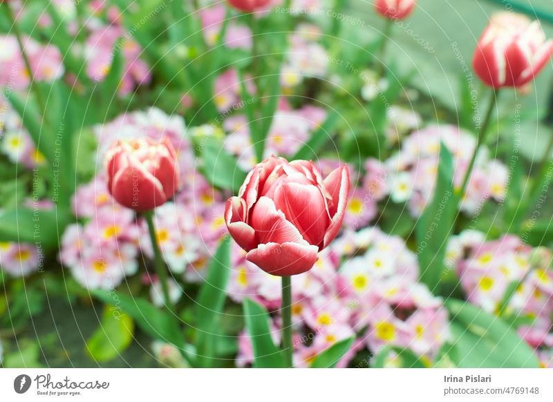 Vivid pink, red tulips with green leaves bloom in a garden in a spring day, beautiful outdoor floral background photographed with soft focus. beauty blooming