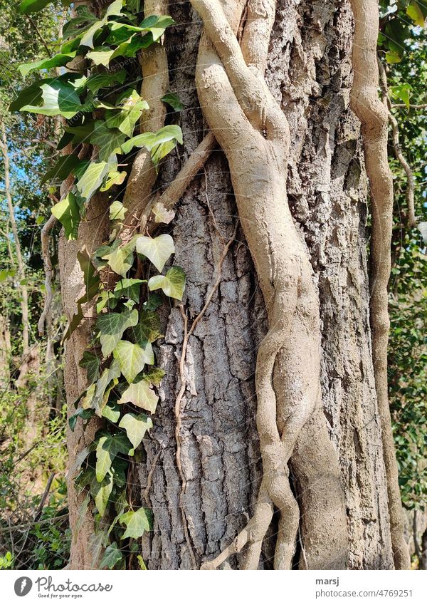 Slim and slender lolls this ivy trunk on a tree trunk Ivy grow together mutual connection gnarled props pocket Crush Association togetherness restrict staples