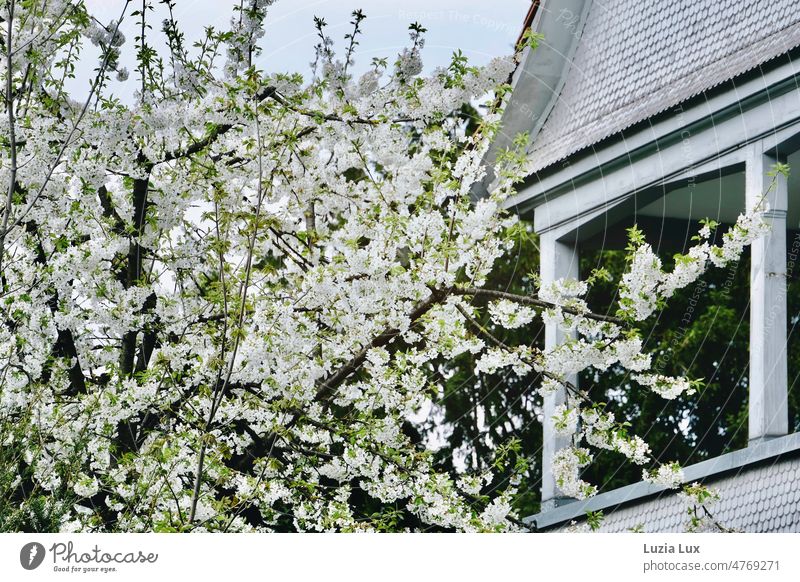 Flowering branches and a white porch against a blue sky twigs flowering branches White Bright Veranda shingles wooden shingles Delicate Spring Blue sky