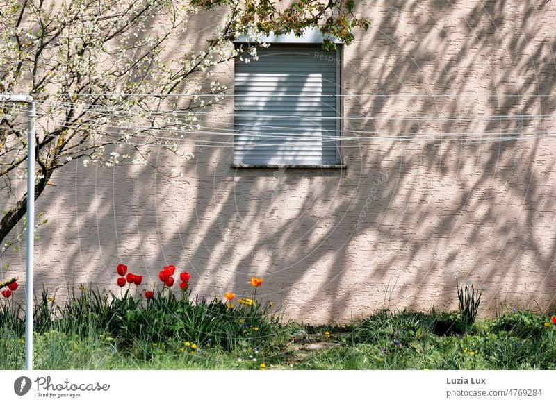 Behind the house: window with roller shutter down, clotheslines, sun and shade, bright tulips Laundry lines Roller shutter Window Shadow branches tree blossom