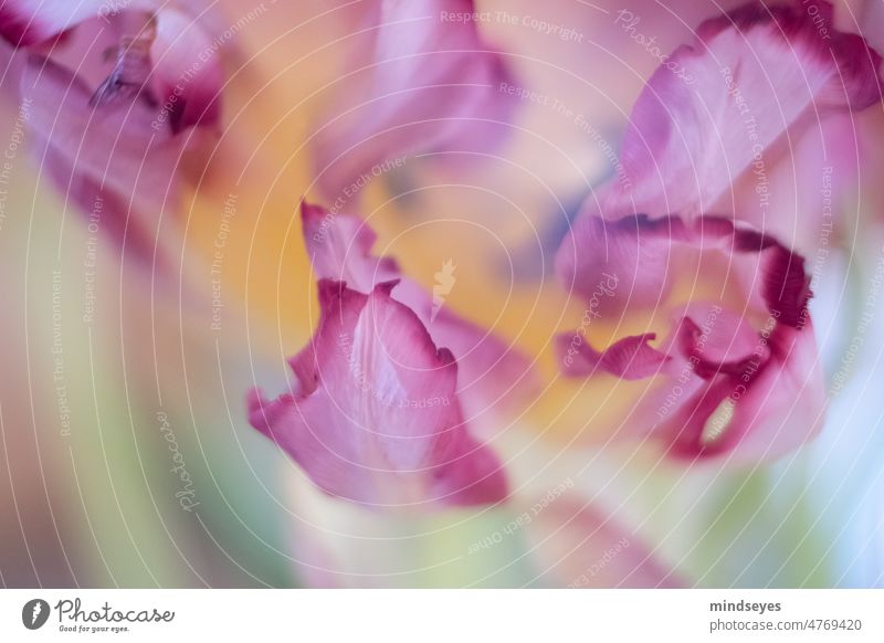 Petal tulip abstract Blossom leave Tulip Flower Abstract blurriness Soft Velvety Nature Blossoming pink Pink Close-up Spring