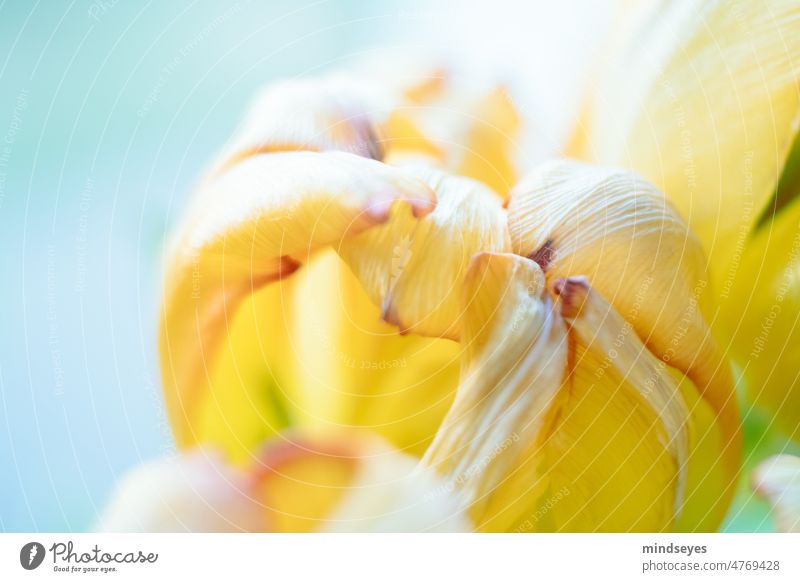yellow tulip macro shot Tulip Flower Blossom Spring Yellow Turquoise Abstract Close-up Nature Colour photo Blossoming Bouquet Illuminate variegated Hope texture