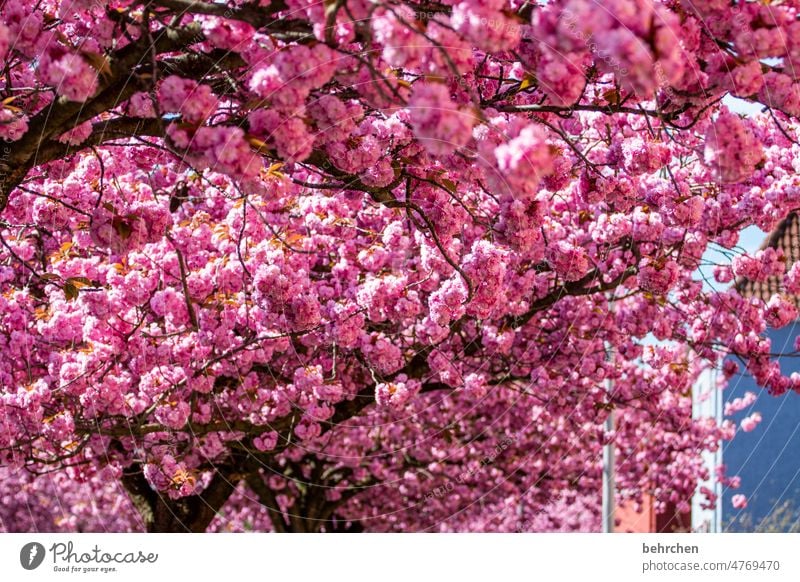 flower bobble trees Tree beautifully Warmth Spring Summer Exterior shot Plant Sunlight Colour photo Deserted Ease Delicate Summery Fragrance blossom Blossom