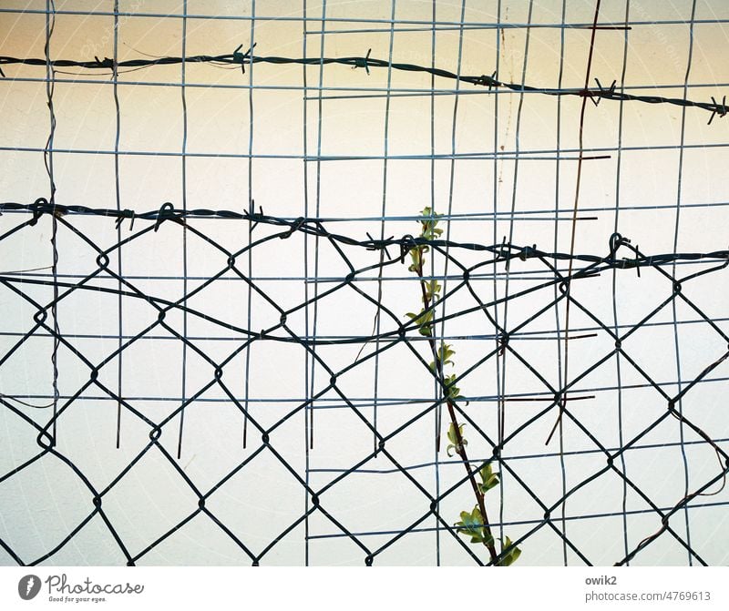 abstraction Wire netting Wire netting fence Barrier Boundary Abstract Arrangement Safety Safety (feeling of) Protection Orderliness Barbed wire Long shot