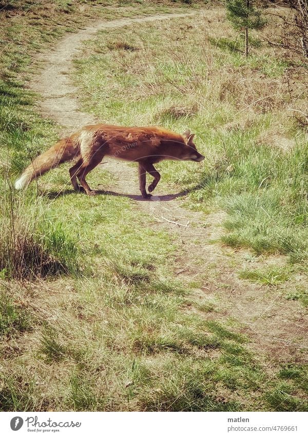 Fox chases mouse Meadow Forest Hunting Deerstalking Nature Deserted Exterior shot Colour photo Observe
