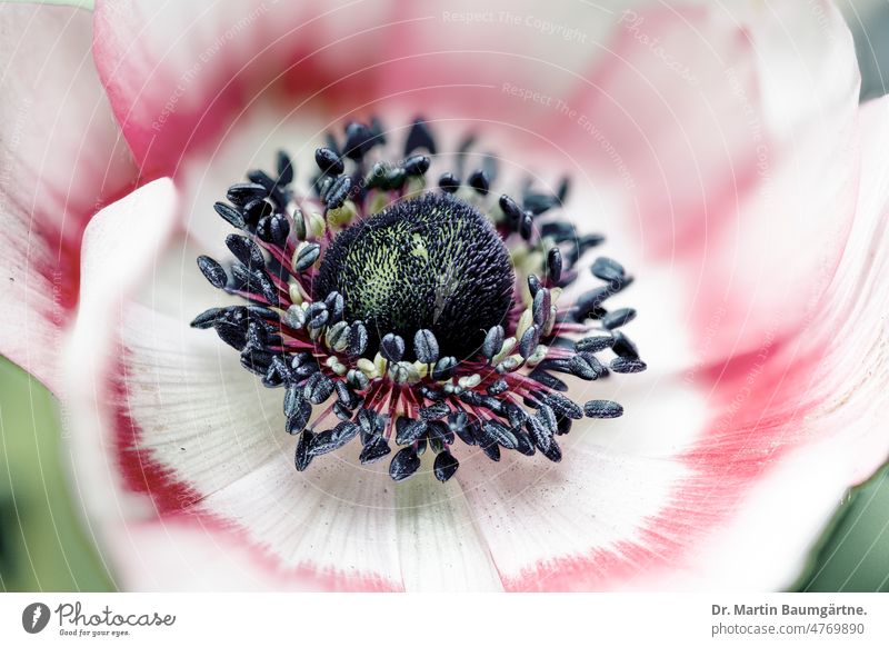 Crown anemone, Anenone coronaria, white-red variety; high key photo Crowned anemone selection Blossom blossom Flower stamens petals Close-up Cockatrice