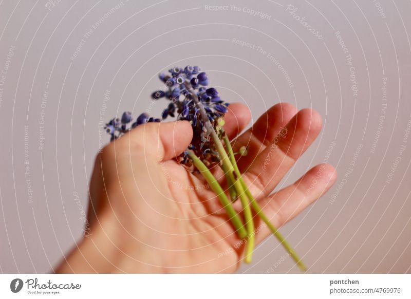 An open hand holds individual flowers. Give, give away, show, present, pass Hand meadow flowers Gift Donate stop Nature purple naturally Woman Mother's Day