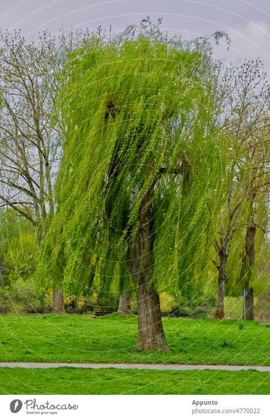 Branches of a single standing weeping willow blowing in the wind to one side (like a blown away head of hair) Weeping willow salix Tree branches Nature