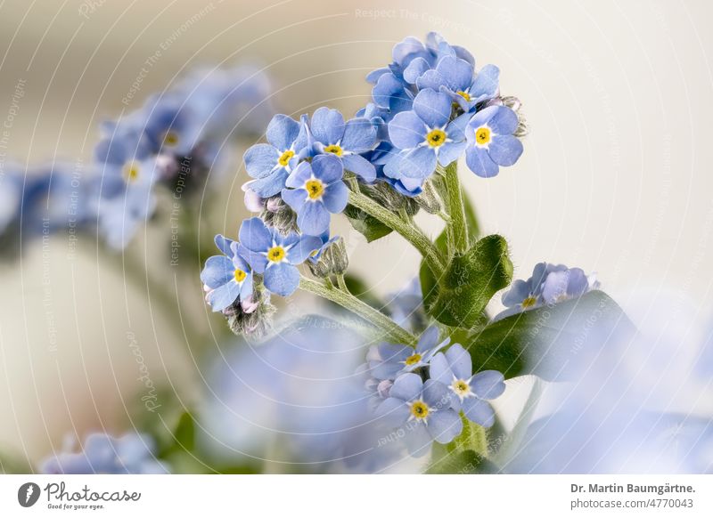 Myosotis silvatica, wood forget-me-not, high key image Forget-me-not Blossom blossoms Flower Plant Borage family Borraginaceae spring bloomers High-key display