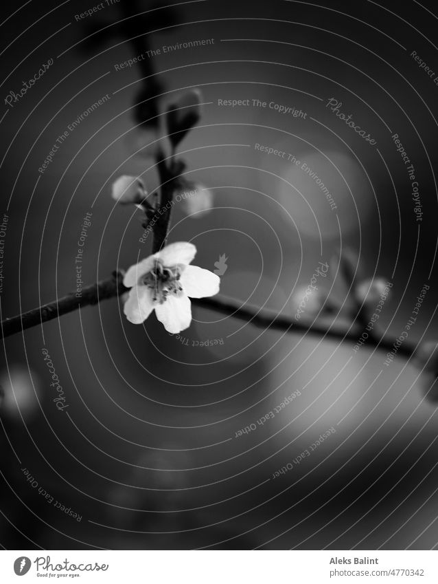 Small white flower on a branch in black and white with delicate bokeh Blossom black-and-white Black & white photo Twig Twigs and branches Exterior shot Nature