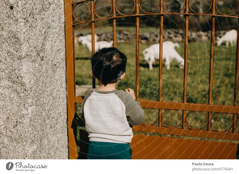 Rear view Boy looking at goats Child Boy (child) Looking Goats Curiosity Looking away Colour photo Masculine Human being Infancy Exterior shot Day Farm