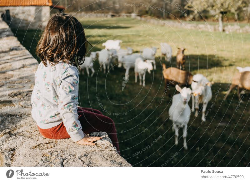 Rear view girl looking at goats one person Child 3 - 8 years Girl Looking Authentic Goats Herd Infancy Human being Colour photo Exterior shot Day Joy Nature