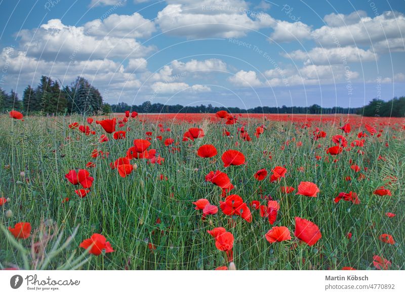 The corn poppy shines in a red blaze of color. The delicate flowers in the cornfield. meadow green papaver rhoeas balcony plants effect spring black filigree