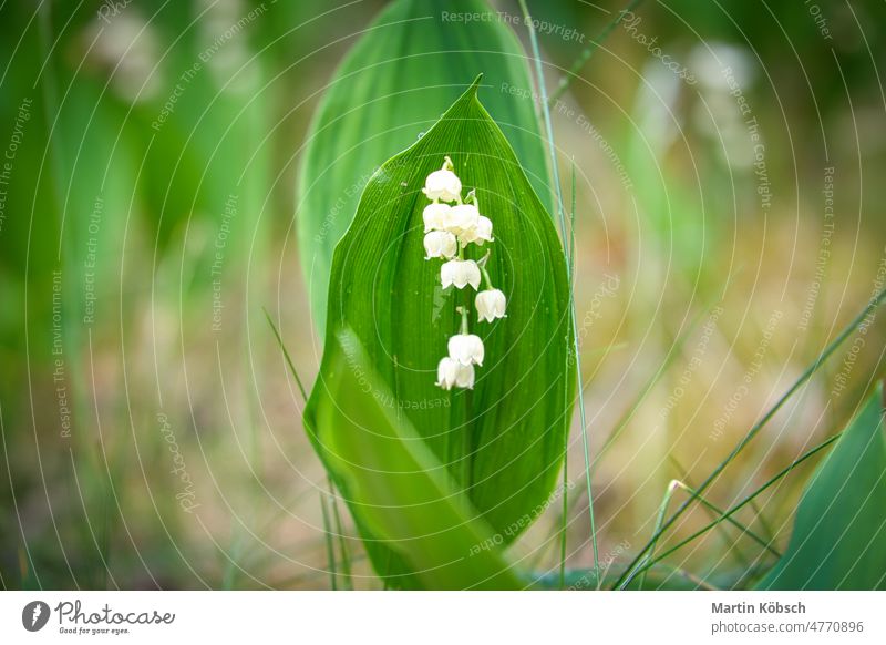 Lily of the valley on the forest floor. green leaves, white flowers. Early bloomers early bloomer blossom leaf plant sunlight macro sunbeam ecology may spring
