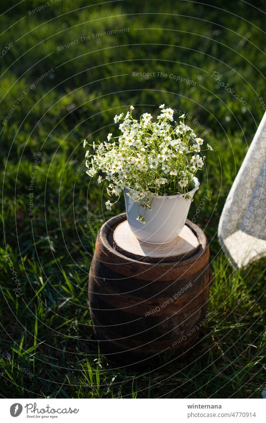 flowerpot with flowers on a wooden keg white green gras spring warm sun light