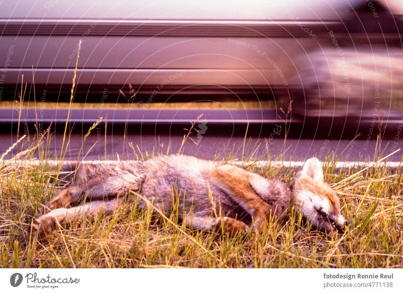 Run over fox on the side of the road Fox Transport Accidental death cadaverous traffic casualties Animal Dead animal Wild animal Pelt Speed Death Sacrifice