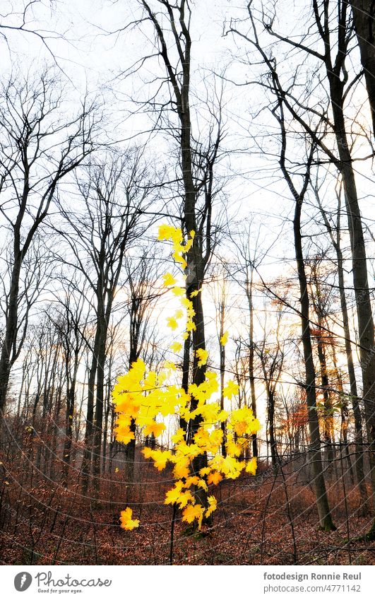 Golden glowing maple foliage in the gloomy autumn forest Forest Maple tree trees leaves golden Back-light Autumn transparent Autumn leaves Autumnal Nature