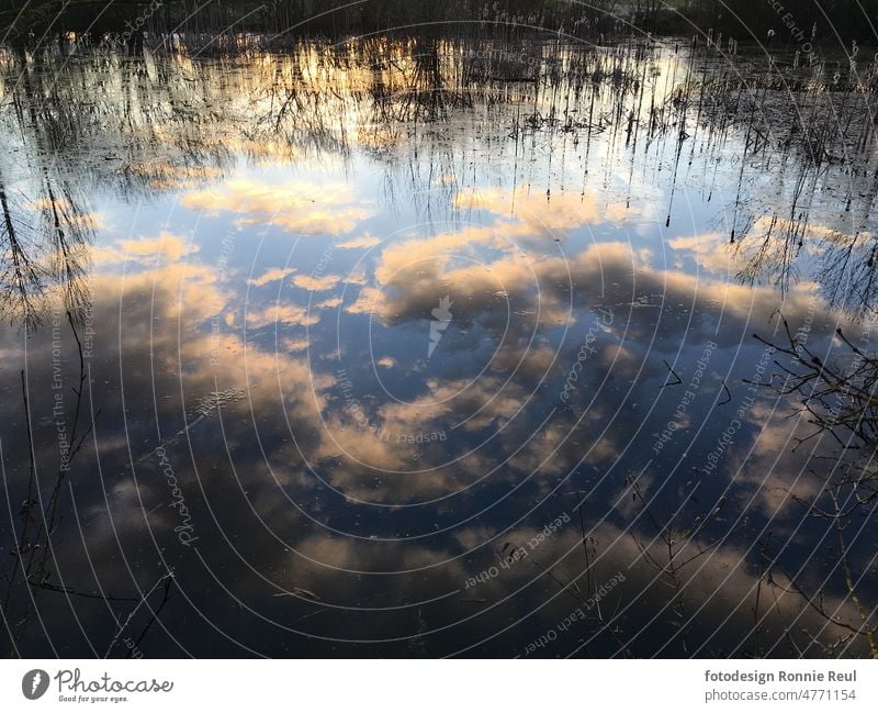 Reflection of clouds and sky in a pond Lake Pond reflection Water Clouds Sky Blue Common Reed evening light Calm windless Deserted Surface of water Nature Idyll