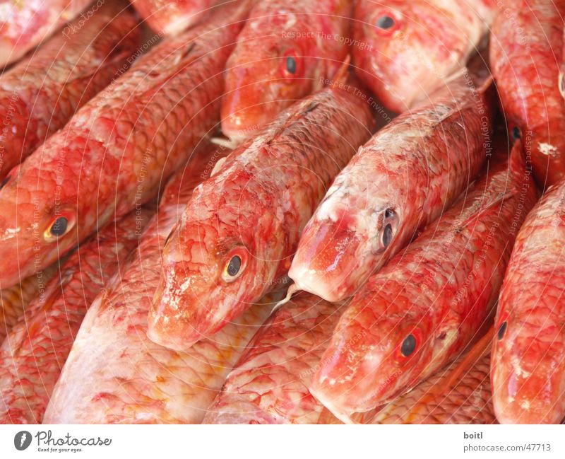 Red fish Pack Death Markets Eyes Flock Fish
