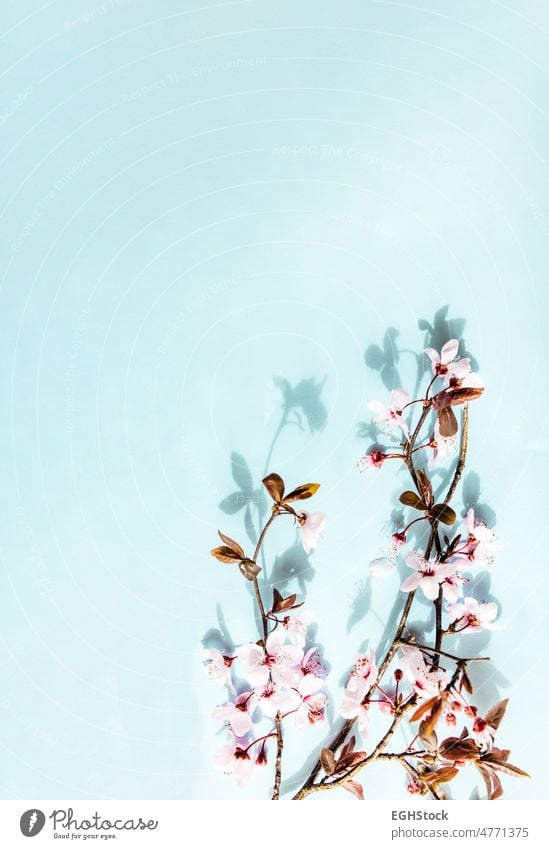 Cherry flowers branch on blue vertical background. Copy space copy space cherry blossom nature spring bloom petal japanese pink springtime sakura wallpaper