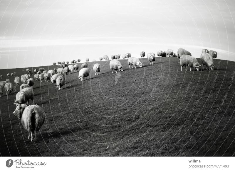 The peaceful coexistence of North German dike sheep Dike Sheep Herd Flock Meadow Farm animal Group of animals B/W graze To feed Grass Animal