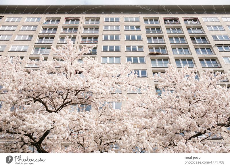White flowering tree crown in front of anonymous skyscraper facade Architecture Park Tree blossoms Contrast graphically Building light-dark Facade High-rise