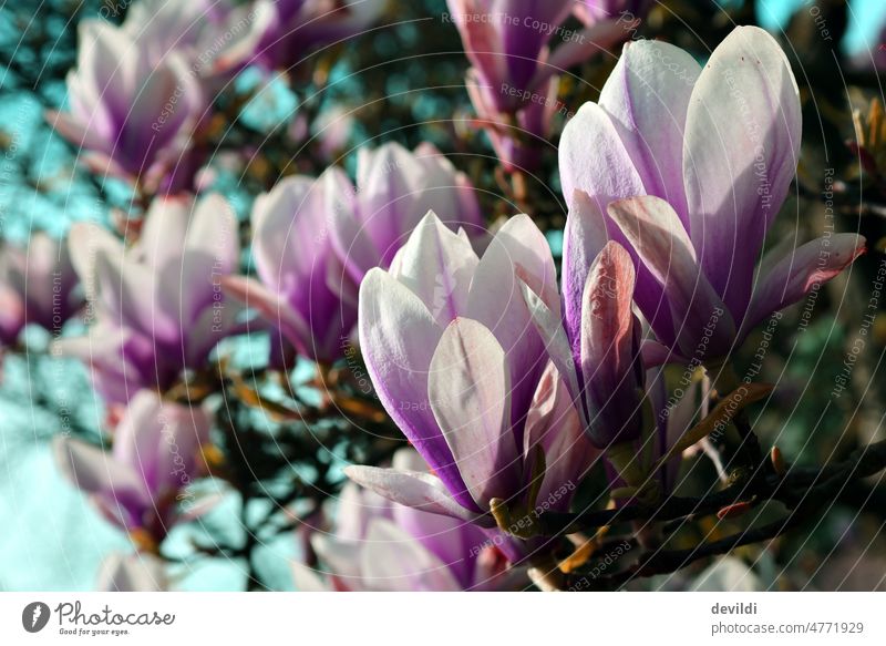 Magnolia flowers on the bush in the spring magnolia Blossom Magnolia blossom Magnolia tree Magnolia plants Spring Plant Blossoming Nature pretty Colour photo