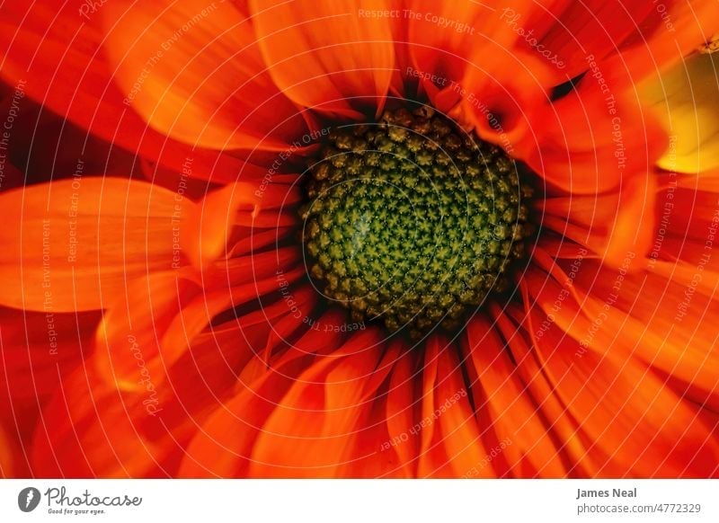 Close up of orange colored daisy spring natural flowers vibrant abstract beauty botany decorative wildflower summer macro flora growth isolated petals pollen