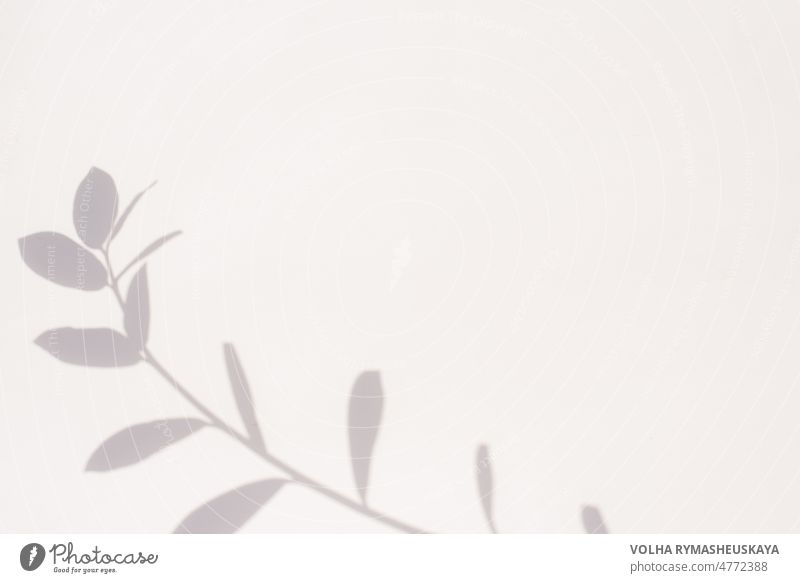 Shadow from a plant on a gray background with copy space leaf shadow effect foliage sunlight abstract white dark design nature pattern sunny texture wall