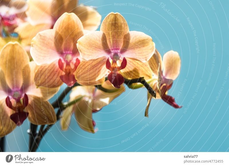 Orchid flowers against light blue background orchids Blossom Flower Nature Plant Blossoming Close-up Orange pretty Delicate Exotic Neutral Background
