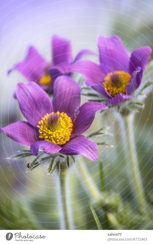 Spring blossoms Flower Spring flower Kitchen Clamp Anemone pulsatilla vulgaris Spring fever Blossom Nature Garden Blossoming Green purple Yellow Close-up Violet