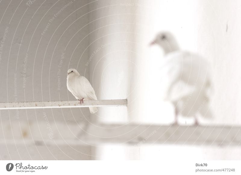 Pigeon duo, eyes left Wall (barrier) Wall (building) Animal Wild animal Bird House Dove 2 Joist Rod Dove of peace Observe Relaxation Crouch Sit Wait Esthetic