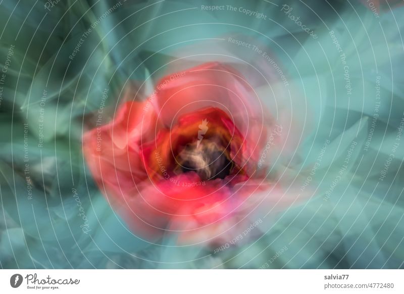 in the intoxication of the senses Flower Blossom Abstract Zoom effect Red Nature Spring Close-up Decoration Blossoming Intoxication Illusion multiple exposure