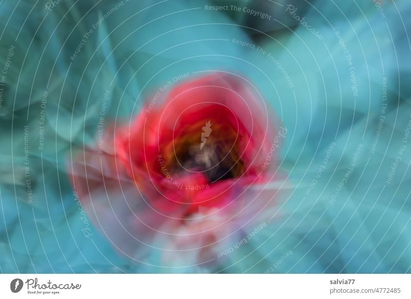 red tulip flower abstract Flower Tulip Abstract Red Green Blossom Plant Spring Colour photo Blossoming Leaf Zoom effect Double exposure Decoration Turquoise