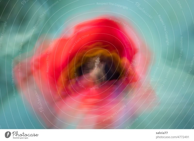 Tulips zoom Blossom Abstract Art Zoom effect Intoxication blurriness motion blur Pattern background Experimental Colour photo Deserted Long exposure Movement