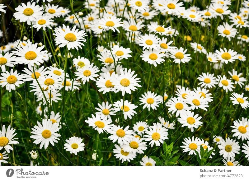 Flower meadow with daisies flowers Meadow blossom Spring awakening Trip Beautiful weather Green Nature Plant Blossom Blossoming Garden Meadow flower