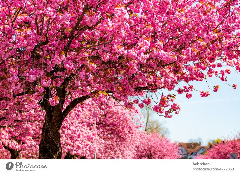 bämm Blossoming blossoming splendour splendid Ornamental cherry Cherry Pink Garden petals Blossom leave Nature Sun Flower Fragrance Summery Delicate Ease