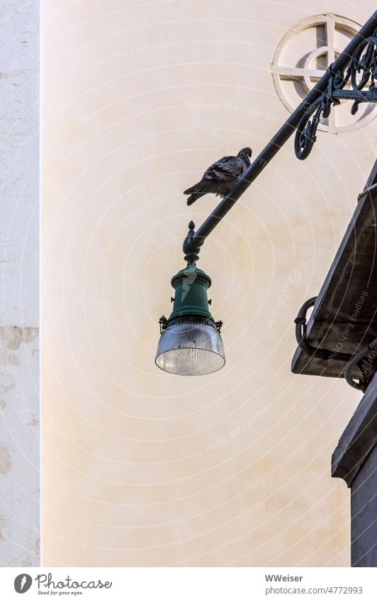 A pigeon sits on the street lamp in an old city Pigeon Bird Town Street Facade Minimalistic Street lighting out Above Looking Tall Corner Street corner