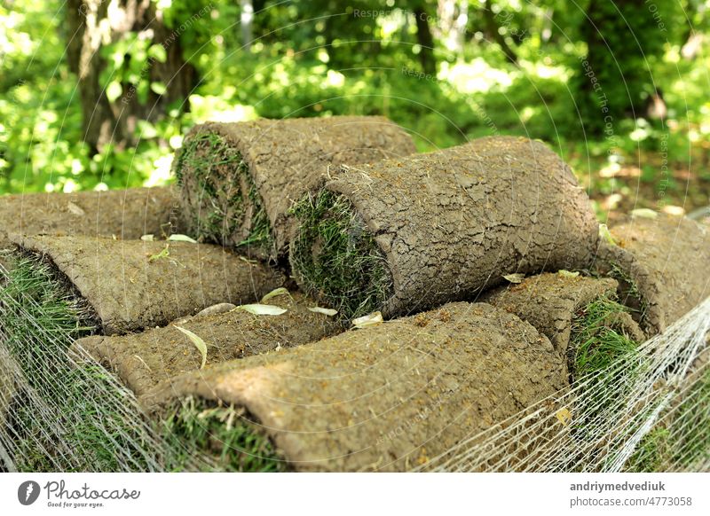 Closeup of carpet grass rugs outdoors with green and brown pattern. Lawn of green grass and soil is rolled into rolls, the turf in a stack is ready for greening.