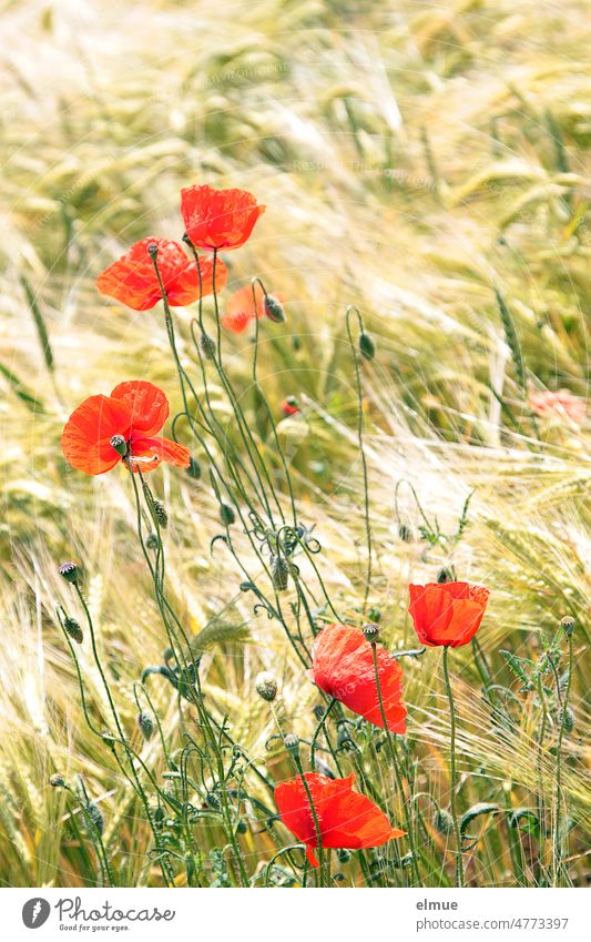 Mo(h)ntag / red poppies in barley field Poppy Blossom poppy blossoms papaver Papaveraceae medicinal plant eco Ranunculus type Ecological Corn poppy stamens