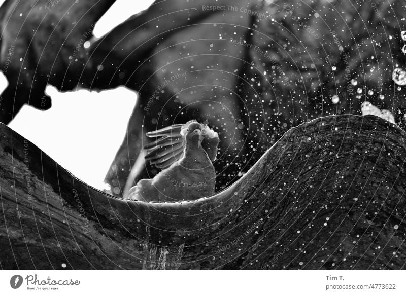 a pigeon bathes in the Neptune fountain in Berlin Pigeon bnw Spring Well Berlin Centre Capital city Town Exterior shot Downtown Day Architecture Deserted