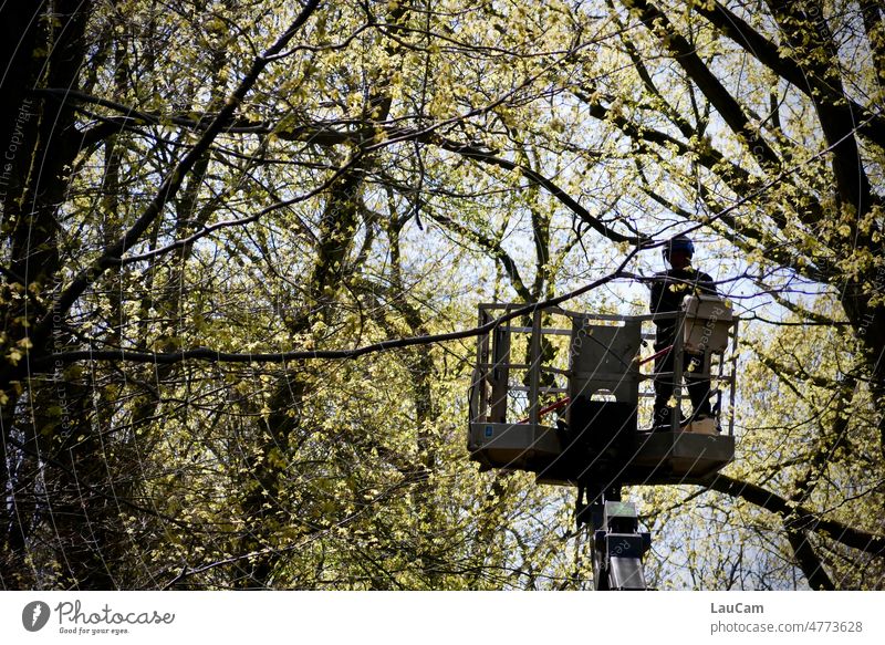 Tree work - changing forest trees Tree beans dark figure Forester Gardener Hydraulic lift foliage branches Landscape Nature Twigs and branches